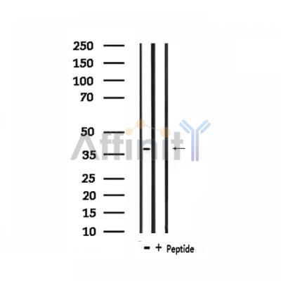 Валидация Affinity DF3248 - 14088