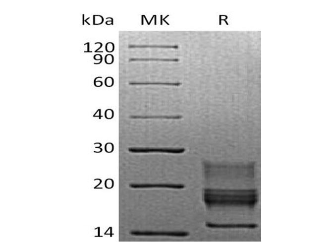 Валидация Elabscience PKSM041062(4988)