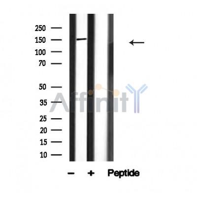 Валидация Affinity AF4603 - 2215