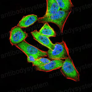 Валидация IF - AntibodySystem RHC36302