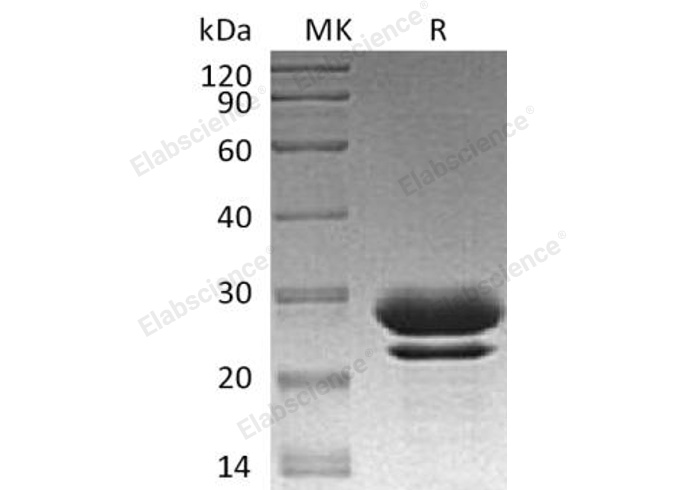 Валидация Elabscience PKSH032878(3283)