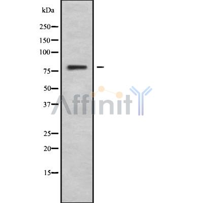 Валидация Affinity DF9531 - 22181