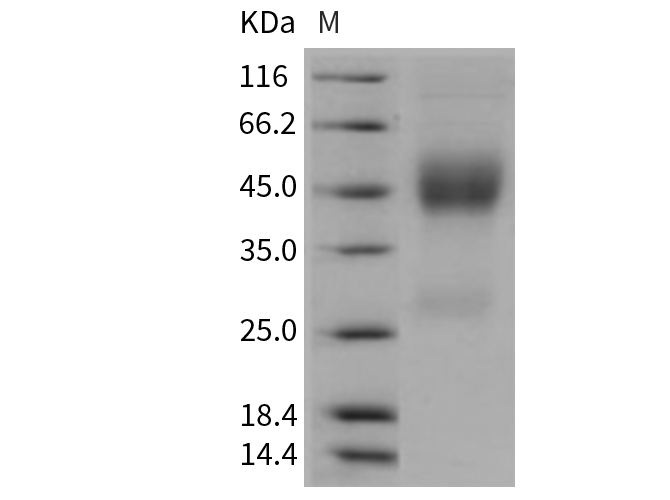 Валидация Elabscience PKSR030382(5720)