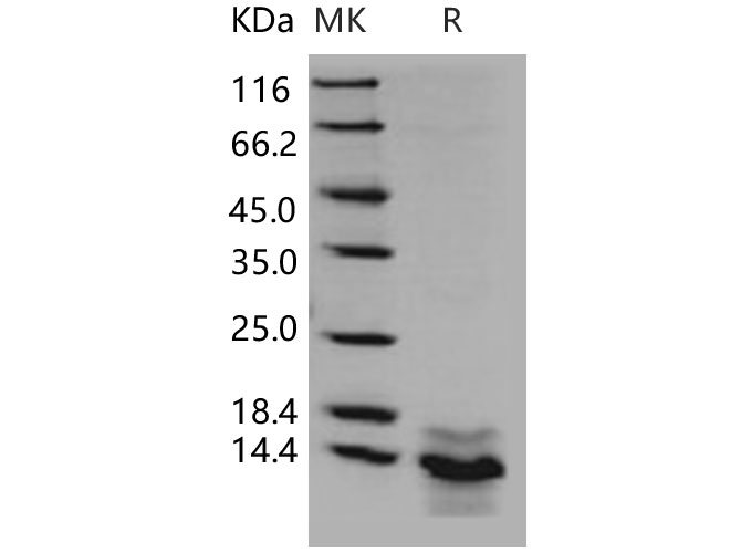 Валидация Elabscience PKSH030863(1708)