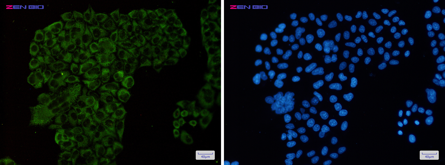 Валидация AssayVector ARM1875(2529)