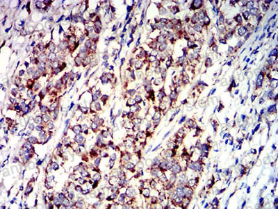 Валидация AntibodySystem RHE53102 (2217)