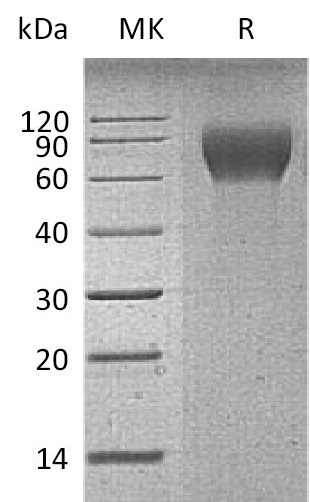 Валидация Elabscience PKSM041351(5245)