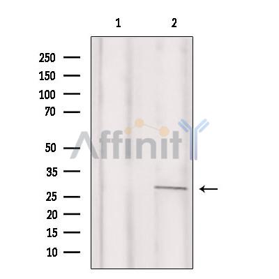 Валидация Affinity AF9027 - 4758