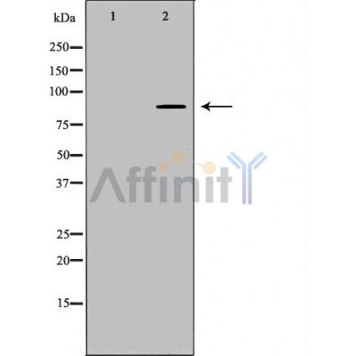 Валидация Affinity DF2928 - 13667