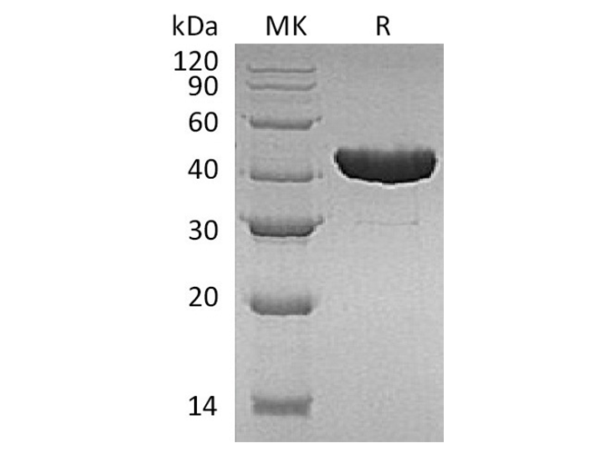 Валидация Elabscience PKSQ050055(5425)