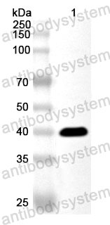 Валидация AntibodySystem PHA42201
