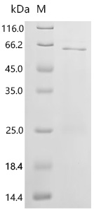 SDS-PAGE