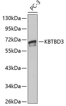 Валидация Elabscience E-AB-60643