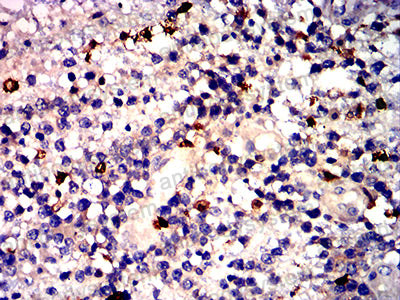 Валидация AntibodySystem RHC20503 (763)