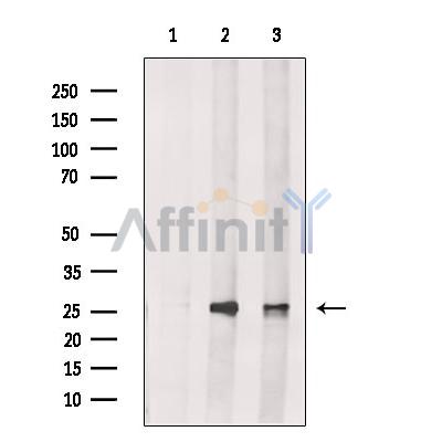 Валидация Affinity DF13478 - 8842