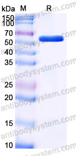 AHC00801, SDS-PAGE