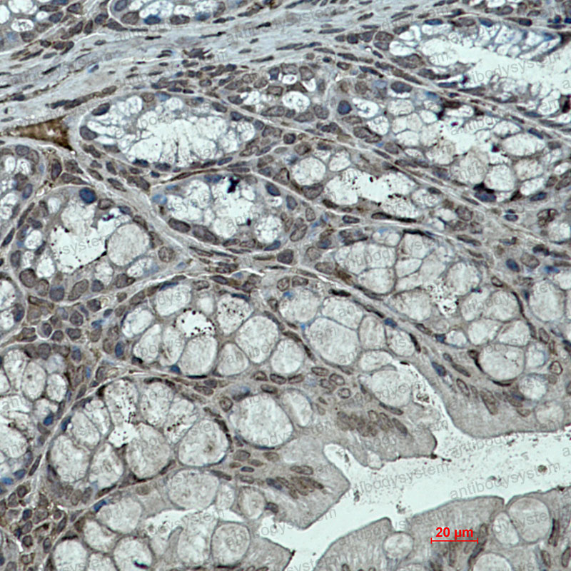 Валидация AntibodySystem RMA68101