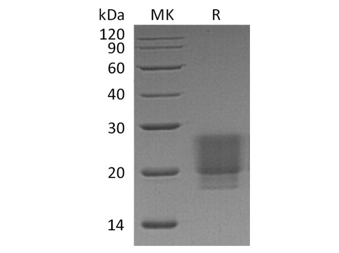 Валидация Elabscience PKSH033461(3777)