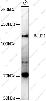 Вестерн-блоттинг, Rad21, клетки C6