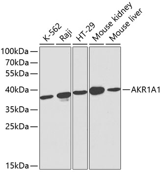 Валидация Elabscience E-AB-60168