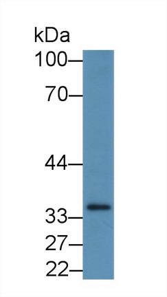 12453