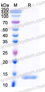 YHF42801, SDS-PAGE