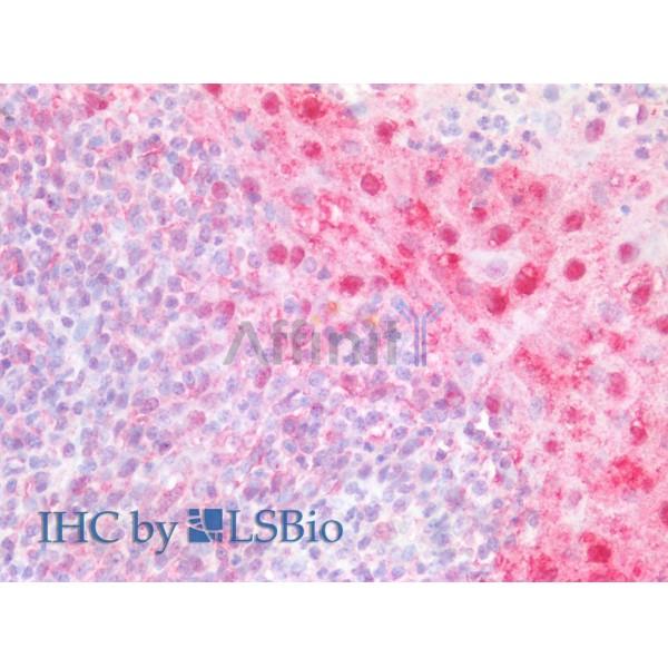 Валидация Affinity AF5336 - 2919