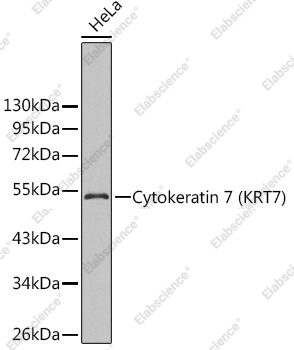 Вестерн-блоттинг, Cytokeratin 7, клетки HeLa