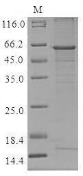 SDS-PAGE