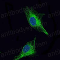 Валидация IF - AntibodySystem RHG57001