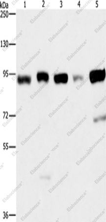 Вестерн-блоттинг, IMMT, клетки Raji, 231, HepG2, HeLa и 293T