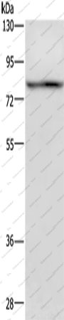 Вестерн-блоттинг, c-Rel, клетки 293T