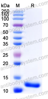 AHB91401, SDS-PAGE