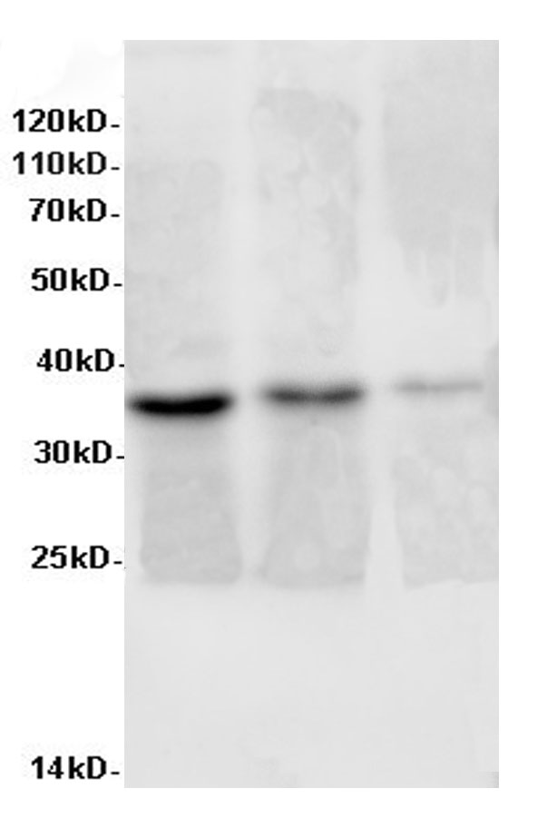 Валидация Elabscience E-AB-40046