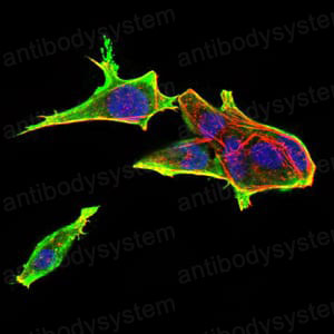 Валидация IF - AntibodySystem RHE80402