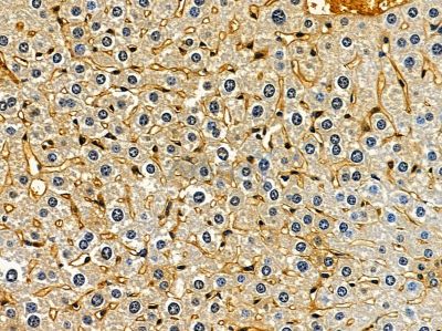 Валидация Affinity DF16096 - 12665