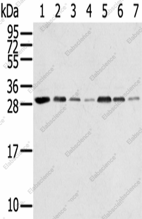Вестерн-блоттинг, RPA2, клетки HeLa, HUVEC, HepG2, A549, Jurkat, 231 и A431