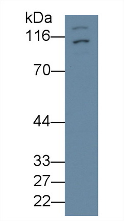 50239