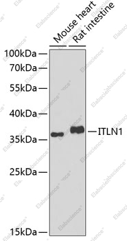 Вестерн-блоттинг, ITLN1, различные клеточные линии