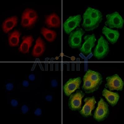 Валидация Affinity DF8983 - 21178