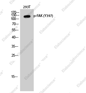 Вестерн-блоттинг, Phospho-FAK (Tyr397), клетки 293T
