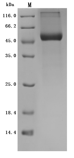 SDS-PAGE