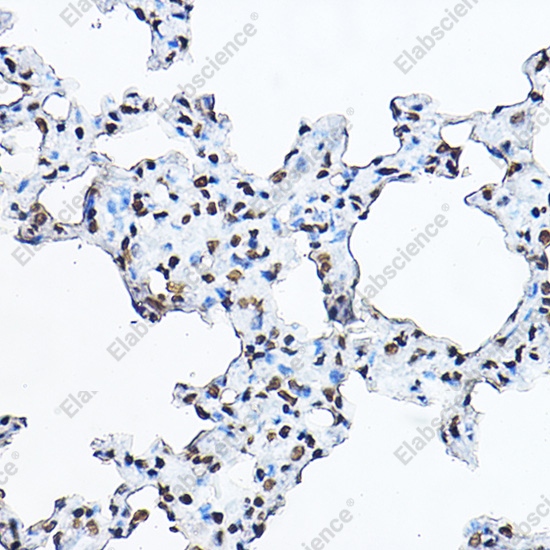 Иммуногистохимия, Histone H3, ткань легкого крысы
