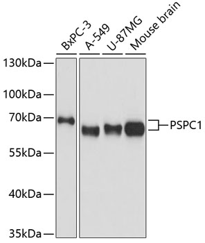 Валидация Elabscience E-AB-65614