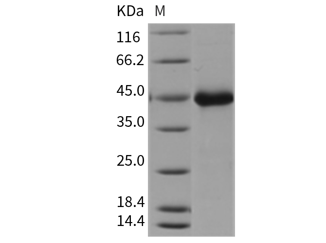Валидация Elabscience PKSM040406(4406)