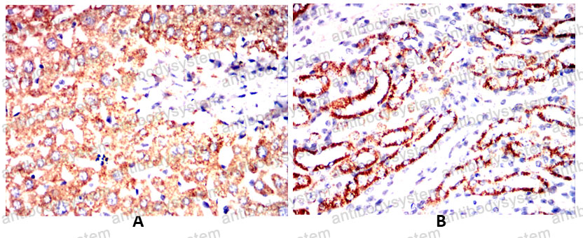 Валидация AntibodySystem RHJ64002 (3495)