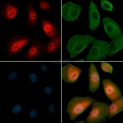 Валидация Affinity AF3481 - 2006