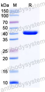 Валидация SDS-PAGE - AntibodySystem RHA29101