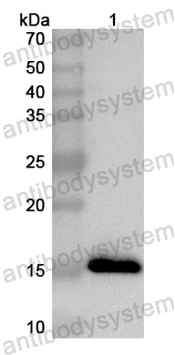 Валидация AntibodySystem PHB52401
