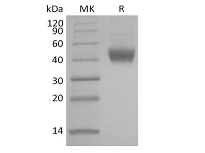 Валидация Elabscience PKSH033944(4173)